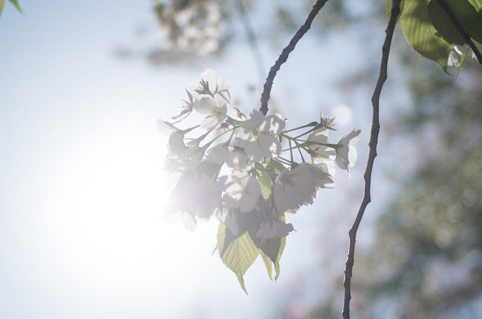 いろんな種類の桜を長く楽しめる春の新宿御苑を散策