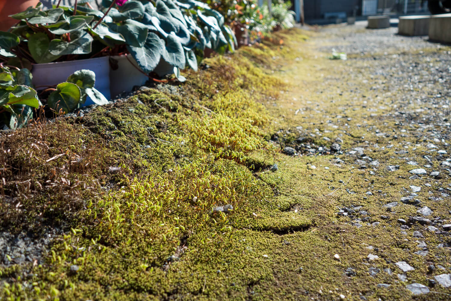 そこらに生えてる苔で苔鉢を作ってみた 99 Diy Diyブログ