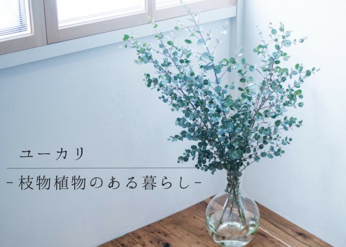 秋冬に飾りたい爽やかで丸葉がかわいいユーカリの枝：枝物植物のある暮らし No.01