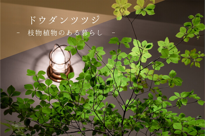 高原に生える雑木の清々しさを部屋にもたらしたドウダンツツジ 枝物植物のある暮らし No 03 99 Diy Diyブログ